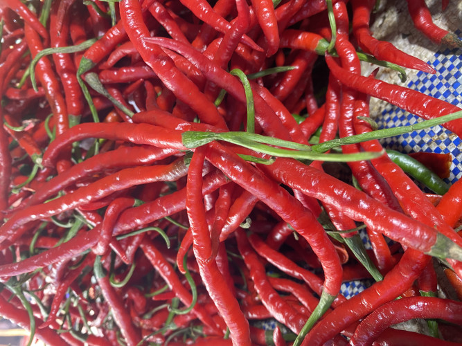 cabe keriting berkualitas