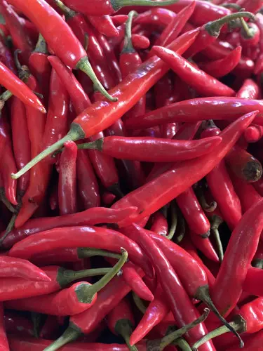 Cabe Merah Besar berkualitas cilegon